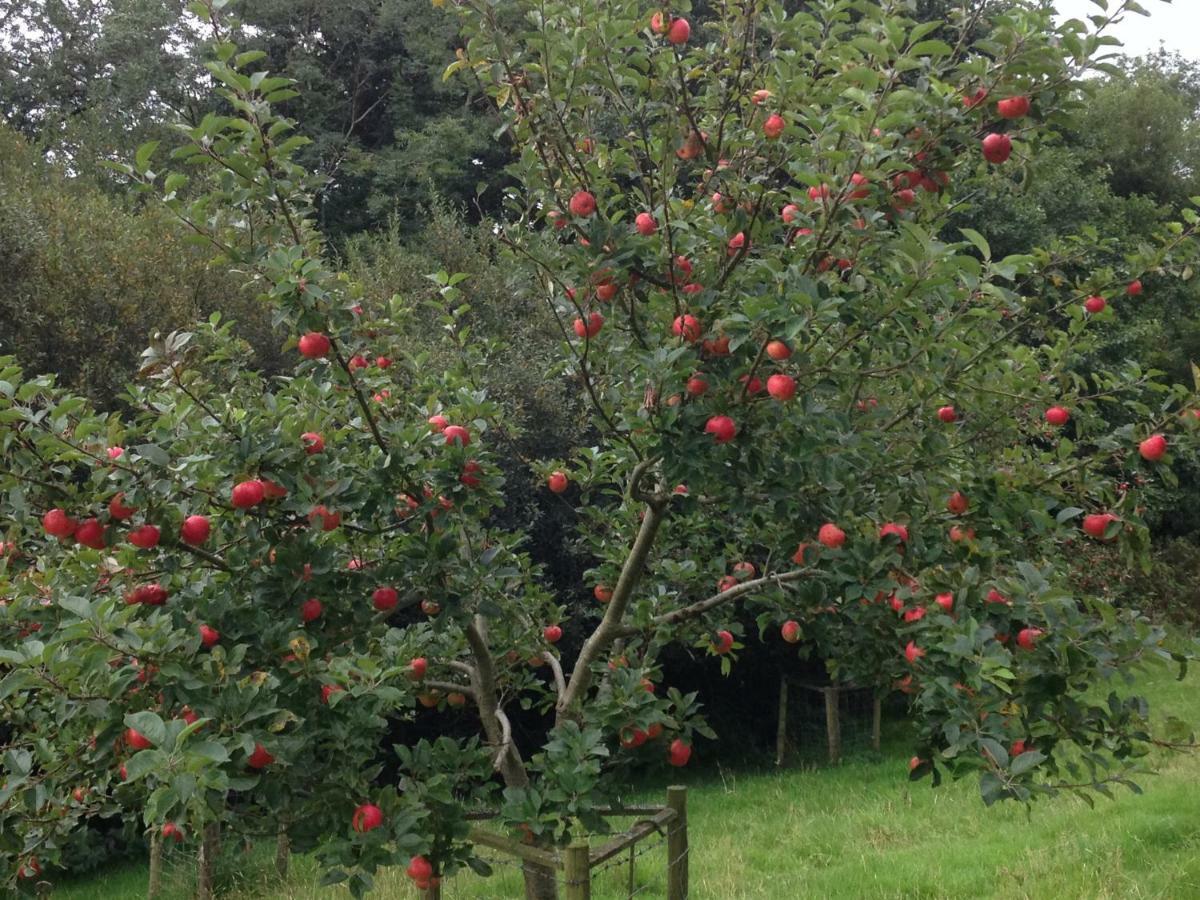 Lovaton Farmhouse Okehampton Ngoại thất bức ảnh
