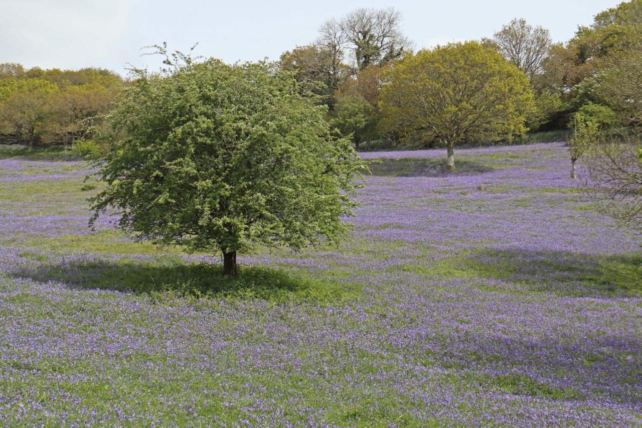 Lovaton Farmhouse Okehampton Ngoại thất bức ảnh